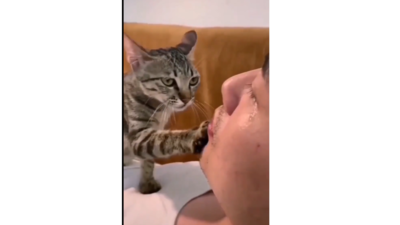 Cat viral video: அழாதீங்க Bro! ஆறுதல் தெரிவித்த பூனை!