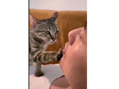 Cat viral video: அழாதீங்க Bro! ஆறுதல் தெரிவித்த பூனை!