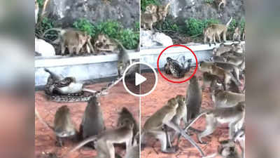 Azgar Ka Video: अजगर ने बंदर को दबोचा, दोस्त उसे बचाने के लिए जान पर खेल गए