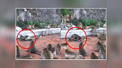 OMG Video: माकडांनी दाखवलं एकीचं बळ, अजगराच्या पोटातून मित्राला काढलं बाहेर