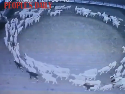 Viral Video: சுத்தி சுத்தி வந்தீங்க! ஒரே வட்டத்தில் 12 நாட்களாக நடக்கும் ஆடுகள்! என்னய்யா நடக்குது இங்க?