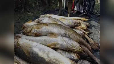 Bhola Fish : জালে একসঙ্গে ৮৫ নড়ে ভোলা, রাতারাতি কোটিপতি মৎস্যজীবী!