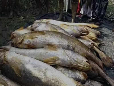 Bhola Fish : জালে একসঙ্গে ৮৫ নড়ে ভোলা, রাতারাতি কোটিপতি মৎস্যজীবী!