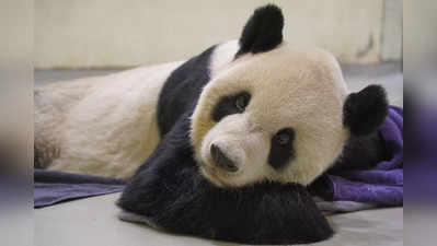 नहीं रहा तुआन तुआन... चीन और ताइवान की दोस्ती की निशानी रहे पांडा की मौत