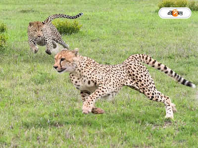 Kuno Cheetah News : খাঁচার দরজা খুলতেই দে দৌড়..., ফ্রেডি-এল্টনের সঙ্গে এবার কুনোর বড় এনক্লোজারে ওভানও