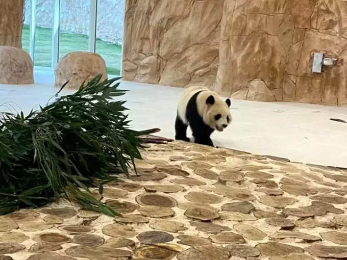 ​पांडा मिलते हैं किराए पर