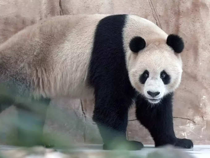 ​क्या है चीन की पांडा डिप्लोमेसी