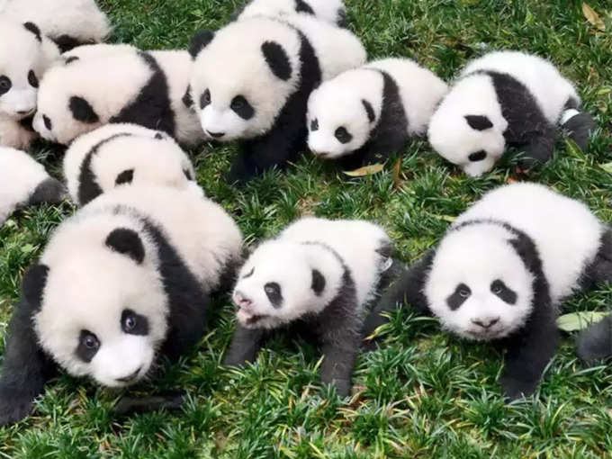 ​सभी पांडा पर चीन का अधिकार