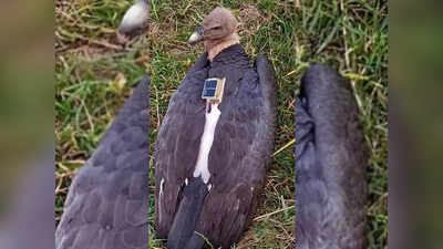 White Rumped Vulture: ನೇಪಾಳದಿಂದ ಕಣ್ಮರೆಯಾಗಿದ್ದ ಅಪರೂಪದ ರಣಹದ್ದು ಬಿಹಾರದಲ್ಲಿ ಪತ್ತೆ!