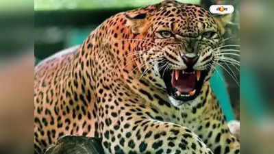 Leopard Attack : চলন্ত বাইক থেকে যুবককে টেনে নিয়ে যাওয়ার চেষ্টা চিতাবাঘের