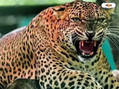 Leopard Attack : চলন্ত বাইক থেকে যুবককে টেনে নিয়ে যাওয়ার চেষ্টা চিতাবাঘের