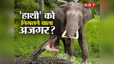 Viral Video : क्या हाथी को भी निगल सकता है विशालकाय अजगर? जंगल का रहस्य जानिए