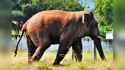 Wild Elephant Attack: ಕಾಡಾನೆ ದಾಳಿಗೆ ನಿರಂತರ ಬಲಿ; ಮಲೆನಾಡು ಭಾಗದ ಶಾಸಕರಿಗೆ ಜನಾಕ್ರೋಶದ ತಲೆಬಿಸಿ