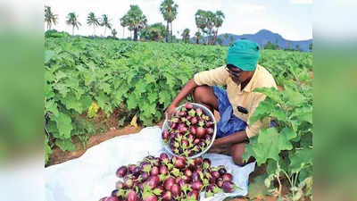 மன வேதனையில் விவசாயிகள்.. காய்களை கீழே கொட்டும் அவலம்.. காரணம் என்ன?