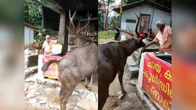 Viral Video: ರಸ್ತೆ ಬದಿಯ ಅಂಗಡಿಯಿಂದ ತಿನಿಸು ಸವಿದ ಜಿಂಕೆ: ನೆಟ್ಟಿಗರಲ್ಲೀಗ ಚರ್ಚೆ