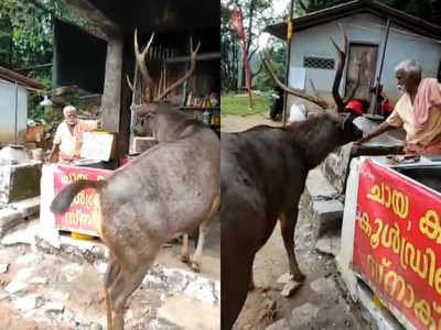 Viral Video: ರಸ್ತೆ ಬದಿಯ ಅಂಗಡಿಯಿಂದ ತಿನಿಸು ಸವಿದ ಜಿಂಕೆ: ನೆಟ್ಟಿಗರಲ್ಲೀಗ ಚರ್ಚೆ