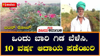 ಹಾವೇರಿ:  ಬಟನ್ ರೋಜ್ ಕೃಷಿಯಲ್ಲಿ ಅಧಿಕ ಆದಾಯ, ನರೇಗಾ ಯೋಜನೆಯಿಂದ 2 ಲಕ್ಷ ರೂಪಾಯಿ ಸಹಾಯಧನ