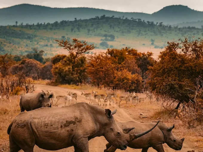 ഒരു ലക്ഷ്വറി ഗെയിം റിസര്‍വിലെ രാത്രി ജീവിതം