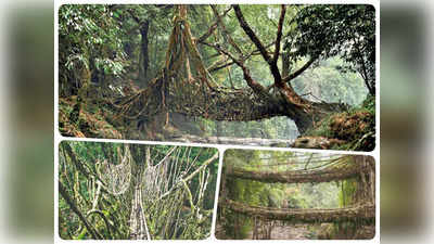 Living Root Bridge: 200 साल पुराना ये पुल आज भी है लोहे जैसा मजबूत! इसे देखकर विदेशी भी हो जाते हैं हैरान