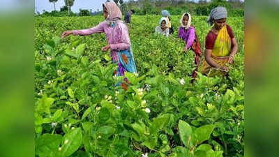 பூக்களின் விலை கடும் உயர்வு.. ஐயப்ப பக்தர்களுக்கு அதிக செலவு!