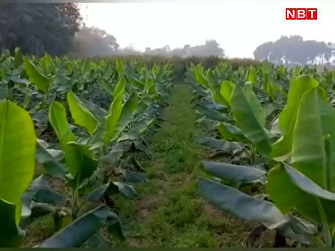 ​युवा किसान रंजय सिंह भोक्ता ने शुरू की 15 कट्ठा में केले की खेती​