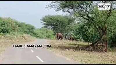 விரட்ட வந்த வனத்துறை வாகனத்தை எச்சரித்த சென்ற காட்டு யானை