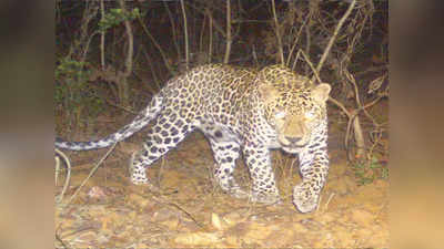 Leopard Attack: खेलने के बाद पगडंडी से घर लौट रहा था 5 साल का बच्‍चा, झाड़ियों में छिपे तेंदुए ने मारा झपट्टा और...