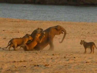 हाथी पर 14 शेरनियों ने किया अटैक, गजराज ने सबको अकेले ही देख लिया