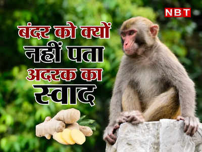 बंदर क्यों नहीं जानता अदरक का स्वाद?  यहां जानिए इसके पीछे की वजह