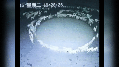 न कयामत, न नरक का द्वार, चीन में इस वजह से रहस्‍यमय चक्‍कर लगा रही थीं भेड़ें, वैज्ञानिक का बड़ा दावा