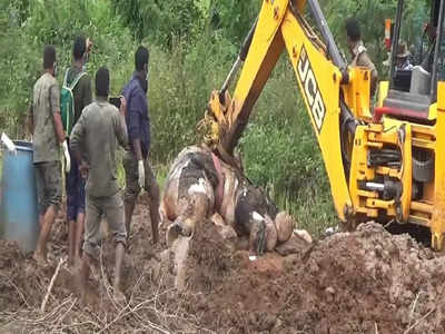 மின்வேலியில் சிக்கி 4 வயது குட்டி யானை பரிதாப பலி; குழி தோண்டி புதைத்த விவசாயி கைது.. மகனுக்கு வலை வீச்சு!