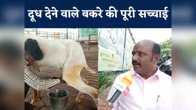 Male Goats Giving Milk: बकरा दे रहा दूध? खुद उसके मालिक ने बताया VIDEO का पूरा सच