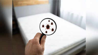 How To Get Rid Of Bedbugs: ఈ టిప్స్‌ ఫాలో అయితే.. నల్లులు నాశనం అవుతాయి..!