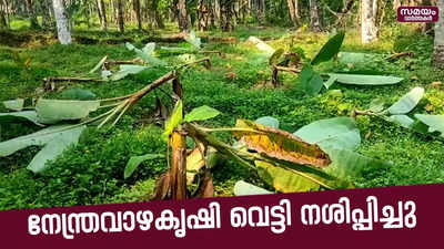 അറുപതിലേറെ വാഴകൾ വെട്ടി നശിപ്പിച്ചു|Plantain Cultivation