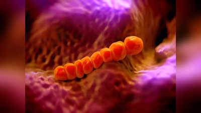 भयंकर खतरनाक हैं ये 5 बैक्टीरिया, इन चीजों में चुपचाप बैठे रहते हैं, छूने के बाद पक्की है मौत!