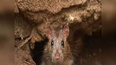 मथुरा के नशेड़ी चूहे खा गए 581 किलो गांजा, कोर्ट को बताते हुए पुलिस दिखी बेबस, जानिए क्या है पूरा मामला