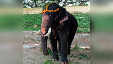 Dasara Elephant Gopalaswamy-ಕಾಡಾನೆ ಕಾದಾಟದಲ್ಲಿ ಮೃತಪಟ್ಟ ಅತ್ಯಂತ ಆಕರ್ಷಕ ದಸರಾ ಆನೆ ಗೋಪಾಲಸ್ವಾಮಿ