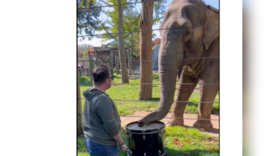 Elephant Video: நாங்களும் Drums வாசிக்கலாமா? யானையின் வைரல் வீடியோ!