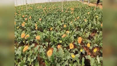 जरबेरा फूल की खेती कर मालामाल हो रहे हैं किसान, एक फूल की कीमत है 10 रुपये... सजावट से लेकर आयुर्वेद तक है यूज