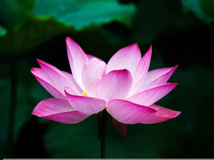 Lotus Flower