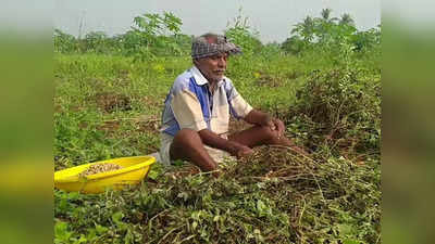 மோகனூர் பகுதியில் நிலக்கடலை அறுவடை பணிகள் துவக்கம் - மழை காரணமாக விளைச்சல் பாதிப்பு