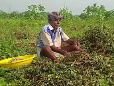 மோகனூர் பகுதியில் நிலக்கடலை அறுவடை பணிகள் துவக்கம் - மழை காரணமாக விளைச்சல் பாதிப்பு