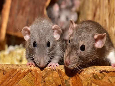 Rats Ate Marijuana: 500 ಕೆಜಿ ಮಾದಕವಸ್ತು ತಿಂದ ಇಲಿಗಳು: ಕೋರ್ಟ್‌ಗೆ ಉತ್ತರ ಪ್ರದೇಶ ಪೊಲೀಸರ ಹೇಳಿಕೆ!