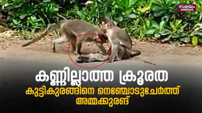 കുഞ്ഞു കുരങ്ങിന്റെ വേര്‍പാട് 