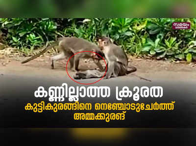 കുഞ്ഞു കുരങ്ങിന്റെ വേര്‍പാട് 