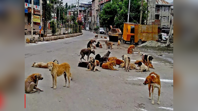 दररोज सरासरी ४८ जणांना श्वानदंश; या शहरात चालू वर्षात १५, ७४७ जणांना कुत्र्यांचा चावा