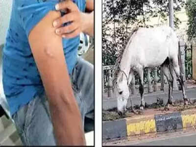 सॉलिड बॉडी के लिए दुकानदार ने युवक को दे दिया घोड़े का इंजेक्शन, 72 घंटे तक उड़ी नींद और सेक्स पावर भी खत्म