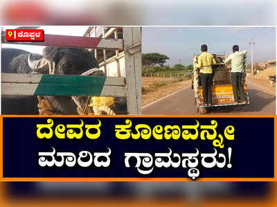 Koppal: ತನಗೆ ಉಪಟಳ ನೀಡಿದವರನ್ನು ಅಟ್ಟಾಡಿಸಿದ್ದಕ್ಕೆ ದೇವರ ಕೋಣವನ್ನೇ ಮಾರಿದ ಕೊಪ್ಪಳದ ಗ್ರಾಮಸ್ಥರು