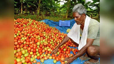 தக்காளி விலை கடும் வீழ்ச்சி.. விவசாயிகள் வேதனை!