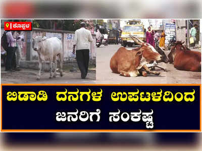 Koppal: ಕೊಪ್ಪಳ ನಗರದಲ್ಲಿ ಬಿಡಾಡಿ ದನಗಳ ಉಪಟಳಕ್ಕೆ ಪ್ರಾಣ ಕಳೆದುಕೊಳ್ಳುತ್ತಿದ್ಧಾರೆ ಜನರು!